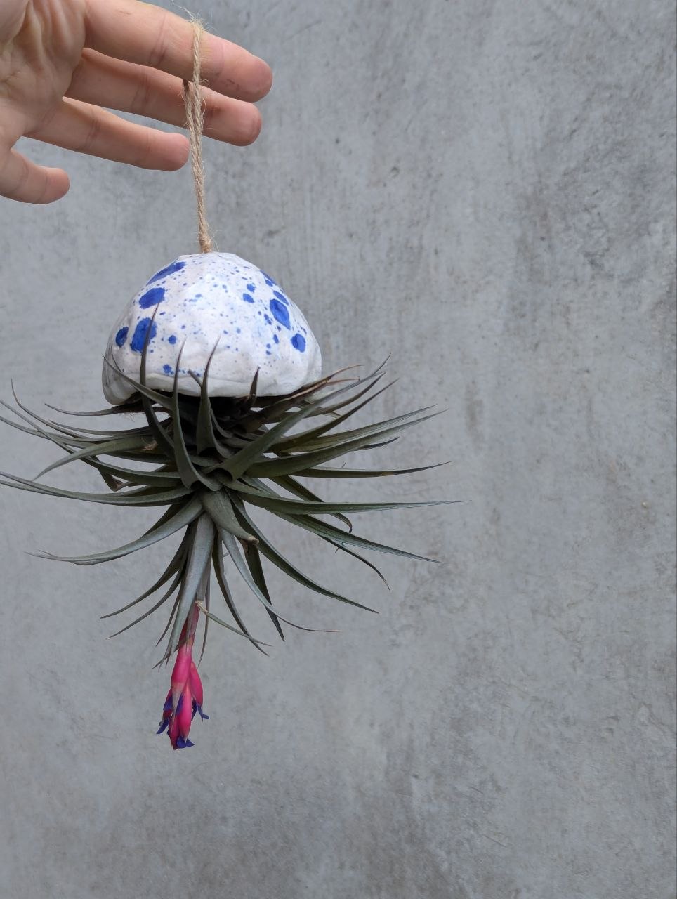 Jellyfish Tillandsia — Hanging Air Plant
