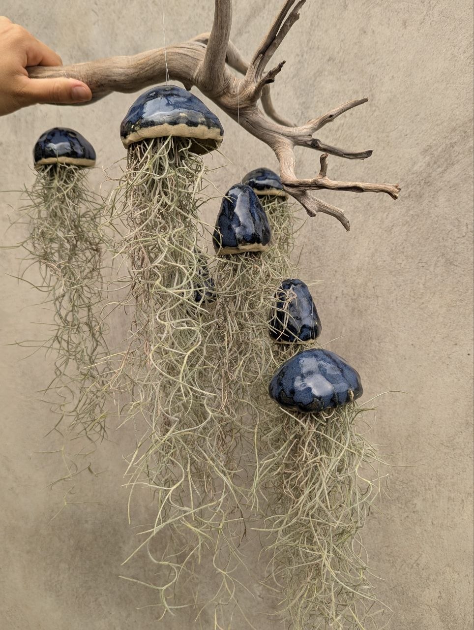 Jellyfish Tillandsia — Hanging Air Plant — 2